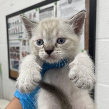 Domestic Short Hair Cats Available for Adoption - Cutie Pie | PetCurious