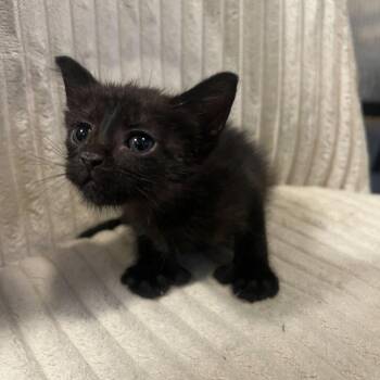 Domestic Short Hair Cats Available for Adoption in Dallas, Texas - Tonka Jahari | PetCurious