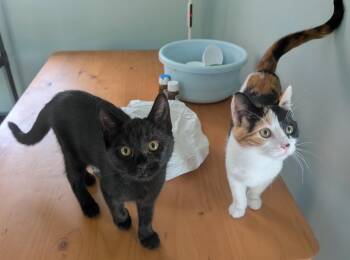 Vivien and Liliana -  Domestic Short Hair Cat for Adoption in Seattle, Washington - Vivien And Liliana | PetCurious