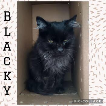 Blacky -  Domestic Long Hair Cat for Adoption in Wheeling, Illinois - Blacky | PetCurious