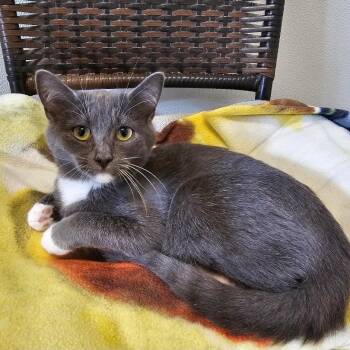 Rescue Domestic Short Hair Cats for Adoption in Waynesville, North Carolina - Ivan | PetCurious