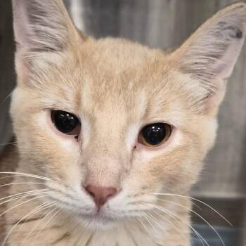 Bisque -  Domestic Short Hair Cat for Adoption in Bentonville, Arkansas - Bisque | PetCurious