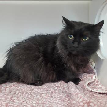 Domestic Long Hair Cats Available for Adoption in Greensboro, North Carolina - Baccarat | PetCurious