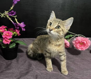 Rescue Tabby and Domestic Short Hair Cats for Adoption in Fayetteville, Georgia - Muffin | PetCurious