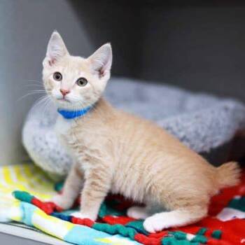 Cream -  Manx Cat for Adoption in Atlanta, Georgia - Cream | PetCurious