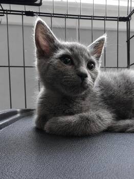 C329 Litter Pepper -  Domestic Short Hair Cat for Adoption in Livonia, Michigan - C329 Litter Pepper | PetCurious