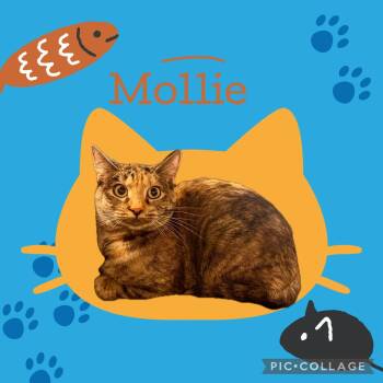 Mollie & Lovie (*bonded pair) -  Domestic Short Hair Cat for Adoption in Wheaton, Illinois - Mollie & Lovie (*bonded Pair) | PetCurious