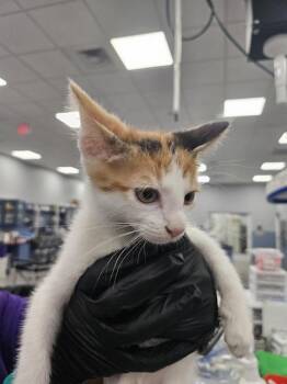 A137528 -  Domestic Short Hair Cat for Adoption in Palmetto, Florida - A137528 | PetCurious