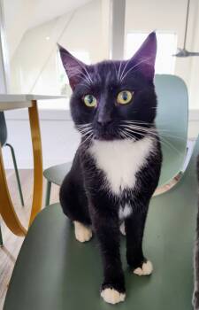Rescue Domestic Short Hair Cats for Adoption in Chapel Hill, North Carolina - Pepsi | PetCurious