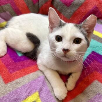 Pixie -  Domestic Short Hair Cat for Adoption in Panama City, Florida - Pixie | PetCurious