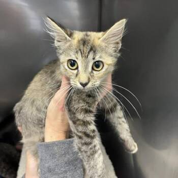 Mom Kit 4 -  Domestic Short Hair Cat for Adoption in Marble, North Carolina - Mom Kit 4 | PetCurious