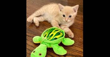 Snarf -  Domestic Short Hair Cat for Adoption in Chalfont, Pennsylvania - Snarf | PetCurious