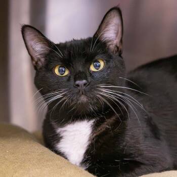 Pumpkin Pie -  Domestic Short Hair Cat for Adoption in Mentor, Ohio - Pumpkin Pie | PetCurious