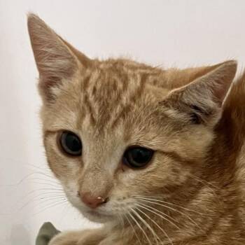 Dale -  Domestic Short Hair Cat for Adoption in Las Cruces, New Mexico - Dale | PetCurious