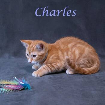 Domestic Short Hair Cats Available for Adoption in Lebanon, Tennessee - Charles C26-152 | PetCurious