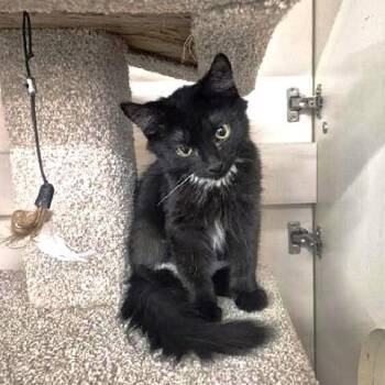 Little KiKi -  Domestic Medium Hair Cat for Adoption in Millcreek, Utah - Little KiKi | PetCurious
