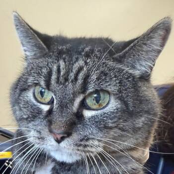 Kate -  Domestic Short Hair Cat for Adoption in Birmingham, Alabama - Kate | PetCurious