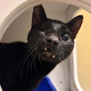 Poppit -  Domestic Short Hair Cat for Adoption in Woodinville, Washington - Poppit | PetCurious