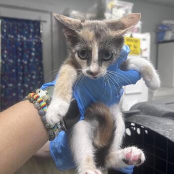 Apple Bloom -  Domestic Short Hair Cat for Adoption in Summerville, South Carolina - Apple Bloom | PetCurious