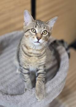 Milo (bonded with Gordie) -  Domestic Short Hair Cat for Adoption in Pickering, Ontario - Milo (bonded With Gordie) | PetCurious