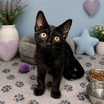 Rocket -  Domestic Short Hair Cat for Adoption in Lufkin, Texas - Rocket | PetCurious