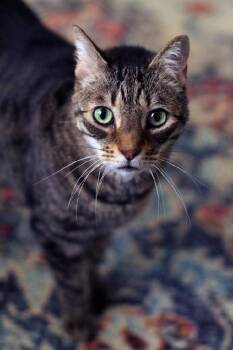 Rescue Domestic Short Hair Cats for Adoption in Fort Lauderdale, Florida - Tigger | PetCurious