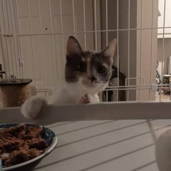 Flo Shull -  Domestic Short Hair Cat for Adoption in Eagle Mountain, Utah - Flo Shull | PetCurious