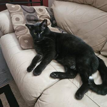 Mr. Kitty -  Domestic Short Hair Cat for Adoption in White Marsh, Maryland - Mr. Kitty | PetCurious