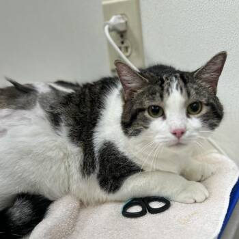 Moon -  Domestic Short Hair Cat for Adoption in Oshkosh, Wisconsin - Moon | PetCurious