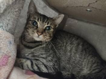 Moon -  Domestic Short Hair Cat for Adoption in Hamilton, Ohio - Moon | PetCurious