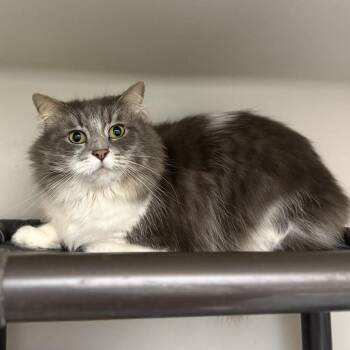 Domestic Short Hair Cats Available for Adoption in Jacksboro, Tennessee - Sammy | PetCurious