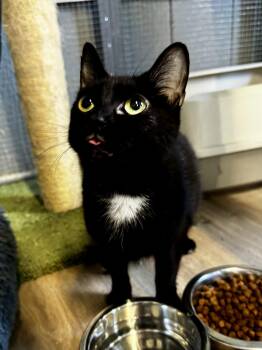 Betty Boop -  Domestic Short Hair Cat for Adoption - Betty Boop | PetCurious