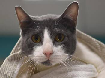 Twizzler -  Domestic Short Hair Cat for Adoption in Portland, Oregon - Twizzler | PetCurious