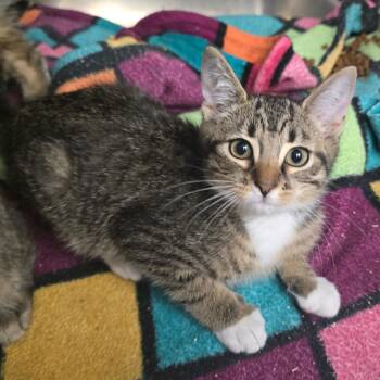 Flannel -  Domestic Short Hair Cat for Adoption in Spokane, Washington - Flannel | PetCurious