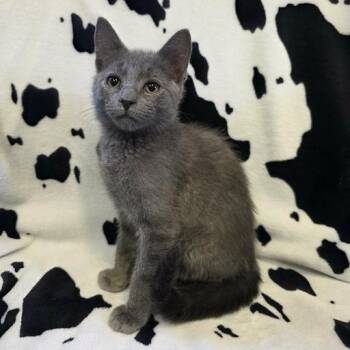 Sterling -  American Shorthair Cat for Adoption in Bethel, Connecticut - Sterling | PetCurious
