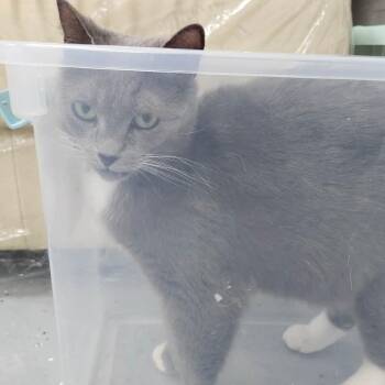 Eleanor (Holland Cat Cove) -  Domestic Short Hair Cat for Adoption in West Olive, Michigan - Eleanor (Holland Cat Cove) | PetCurious