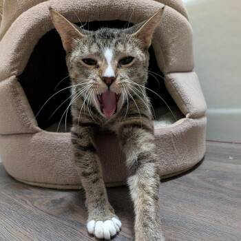 Ford -  Domestic Short Hair Cat for Adoption in Oceanside, California - Ford | PetCurious
