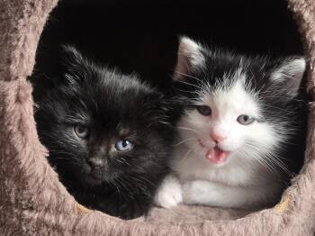 Domestic Short Hair Cats Available for Adoption - Ursid | PetCurious