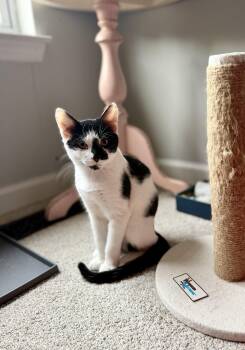 Moose -  Domestic Short Hair Cat for Adoption in Bellmawr, New Jersey - Moose | PetCurious