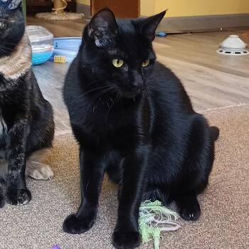 Rescue Domestic Short Hair Cats for Adoption in Springfield, Oregon - Shadow Mist | PetCurious