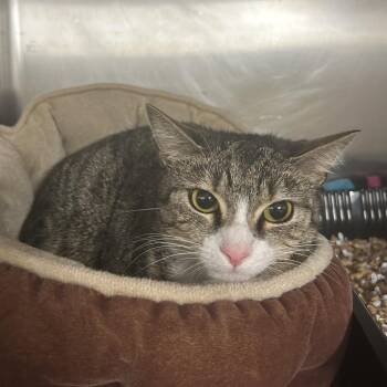 Domestic Short Hair Cats Available for Adoption - Poppy | PetCurious