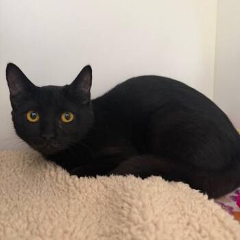 Raven -  Domestic Short Hair Cat for Adoption in Ojai, California - Raven | PetCurious