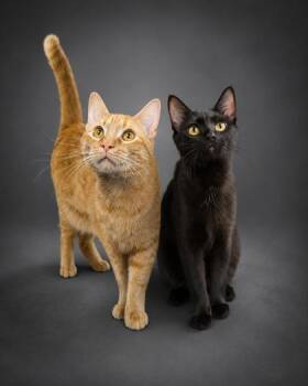 Mickey & Belle -  Domestic Short Hair Cat for Adoption in Bowling Green, Kentucky - Mickey & Belle | PetCurious