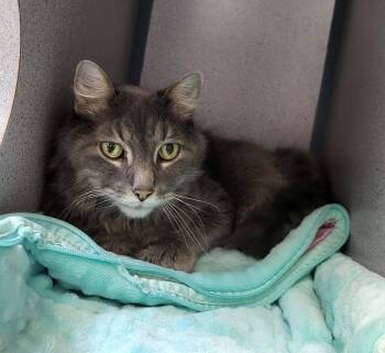 Boots -  Domestic Short Hair Cat for Adoption in Canon City, Colorado - Boots | PetCurious
