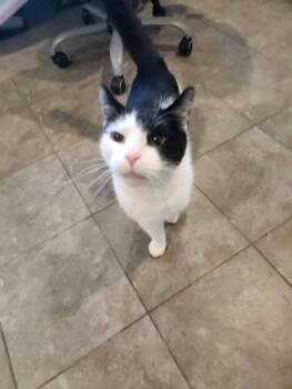 Domestic Short Hair Cats Available for Adoption in Swansea, Massachusetts - Norby | PetCurious