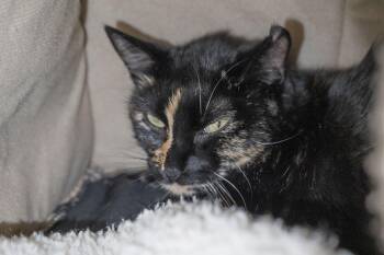 Rescue Domestic Short Hair Cats for Adoption in Boise, Idaho - Mayflower | PetCurious