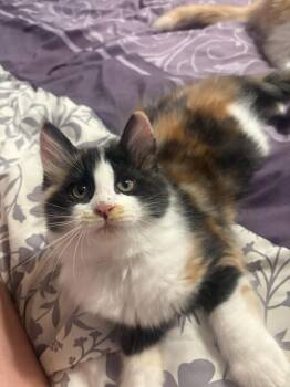 Domestic Medium Hair Cats Available for Adoption in Manhattan, Kansas - Garnet | PetCurious