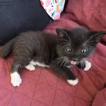 Bootsie (Cheri & Ann) -  Tuxedo Cat for Adoption in Los Angeles, California - Bootsie (Cheri & Ann) | PetCurious