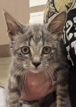 Nicole Kidman -  Domestic Short Hair Cat for Adoption in Fishers, Indiana - Nicole Kidman | PetCurious