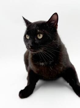 Domestic Short Hair Cats Available for Adoption in Bowling Green, Kentucky - Tom | PetCurious